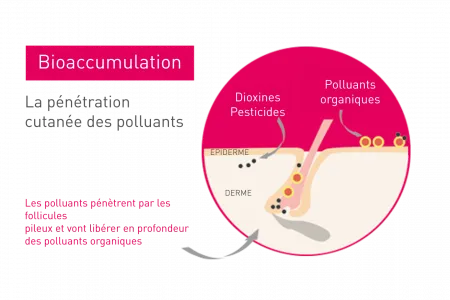 Schéma de l'impact de la pollution sur la peau