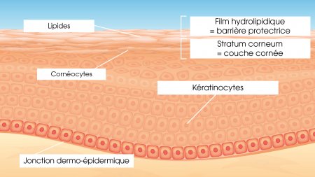 Architecture de la peau
